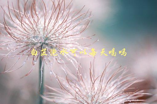 白芷泡水可以每天喝吗，有哪些注意事项需要了解-1