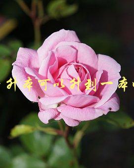 专升本可以升到一本吗，详解专升本和本科升学的区别与联系-1