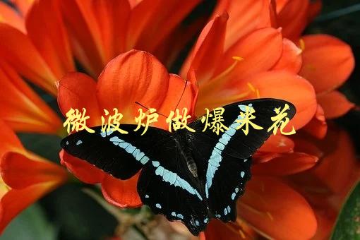 微波炉做爆米花(正确的方法和技巧)-1