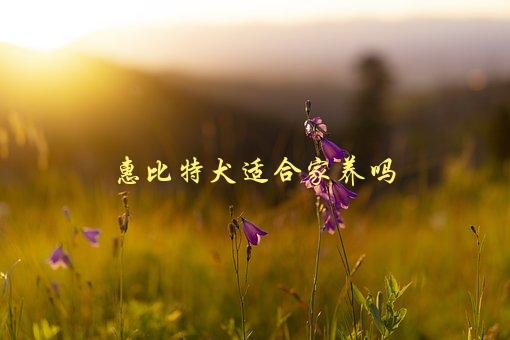 惠比特犬适合家养吗，了解这些因素，让你做出明智选择-1