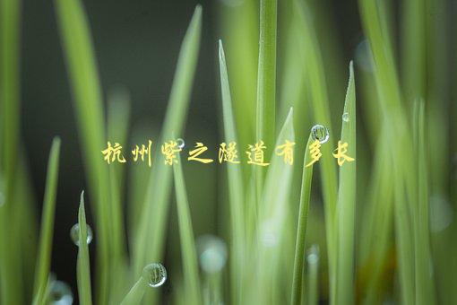 杭州紫之隧道有多长，全长及建设历程解析-1