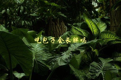 吃包子会长胖吗，探究包子的热量与减肥关系-1