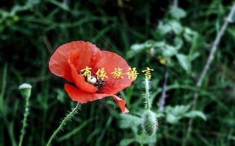 布依族语言，有哪些特点和发展历程