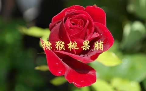 猕猴桃果脯(如何自制美味可口的健康零食)