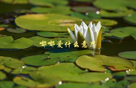 嘟嘟爱什么意思，解析小黄车新品名称-1