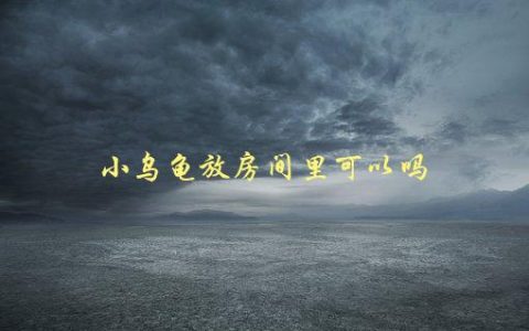 小乌龟放房间里可以吗，需要注意哪些细节