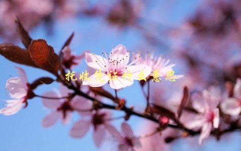 托收凭证是什么意思？，详解托收凭证定义及使用方法