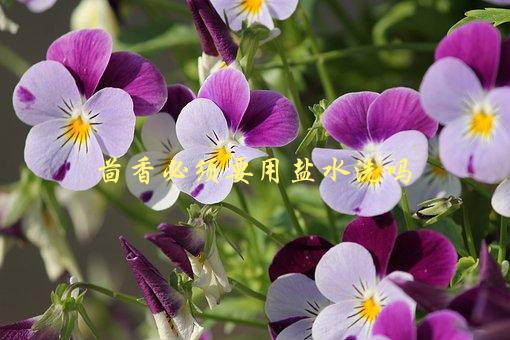 茴香必须要用盐水洗吗，洗不洗盐水有什么影响-1