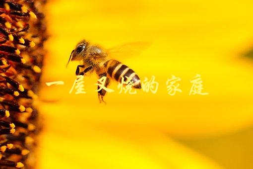 一屋叉烧的家庭(如何制作出最美味的叉烧？)-1
