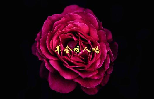 羊会咬人吗，应该如何避免被羊咬-1