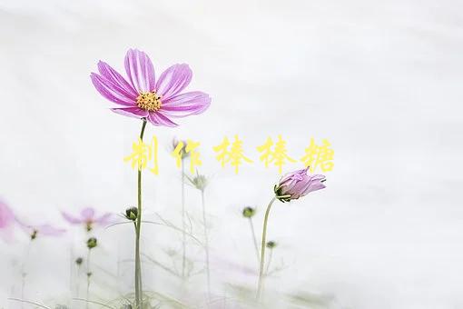 制作棒棒糖(怎样做出口感绝佳的棒棒糖)-1