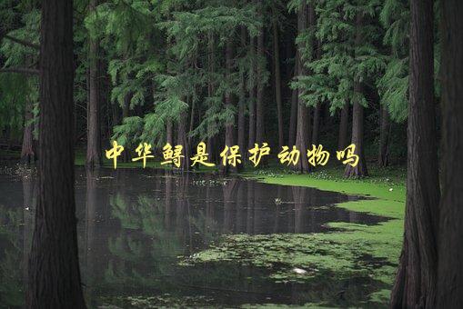 中华鲟是保护动物吗，了解一下中华鲟的保护现状-1