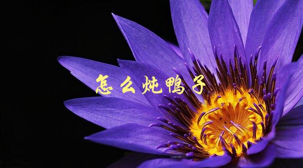 怎么炖鸭子(最佳的炖鸭子食谱和技巧)-1