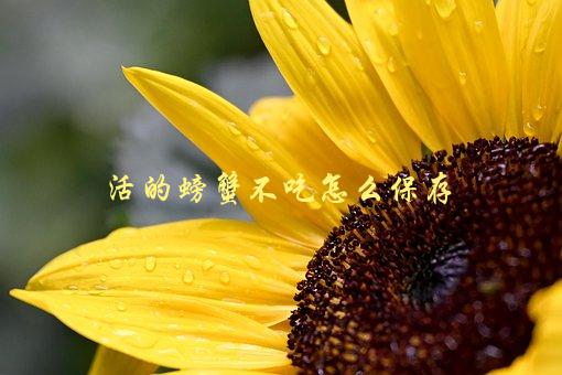 活的螃蟹不吃怎么保存，教你正确的方法-1