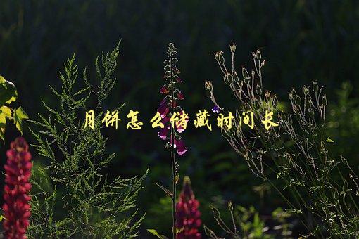 月饼怎么储藏时间长，有哪些有效方法-1