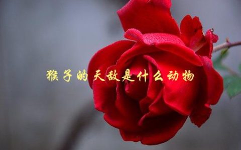 猴子的天敌是什么动物，了解猴子的自然天敌