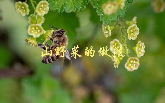 山野菜的做法(如何在家轻松烹饪美味山野菜)-1