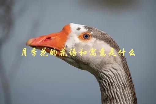 月季花的花语和寓意是什么，了解花语传递的深层含义-1