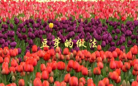 豆芽的做法(如何在家轻松制作美味豆芽)