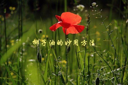 椰子油的妙用方法，有哪些神奇的用途？-1