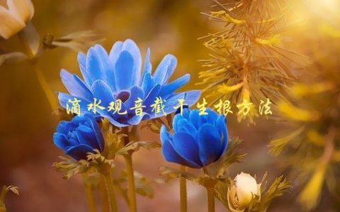 滴水观音截干生根方法，如何让观音叶快速生根