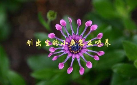刚出生的小鱼怎么喂养，应该用什么饵料？