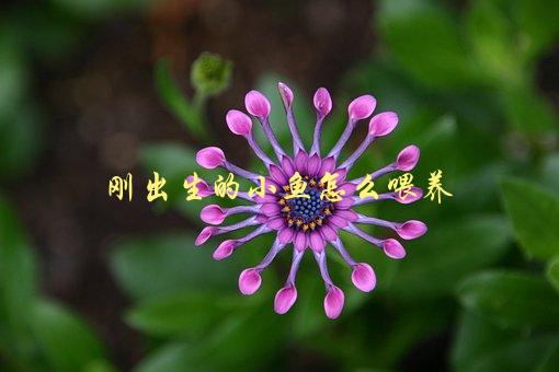 刚出生的小鱼怎么喂养，应该用什么饵料？-1