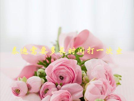 泰迪需要多长时间打一次虫，养护小技巧大揭秘-1