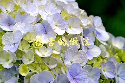 鸭舌的做法(如何做出美味可口的鸭舌)-1