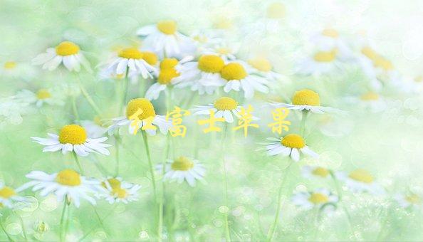 红富士苹果(有哪些养生功效)-1