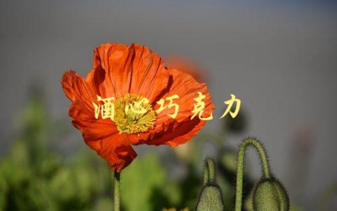 酒心巧克力(如何选择最好的品牌)