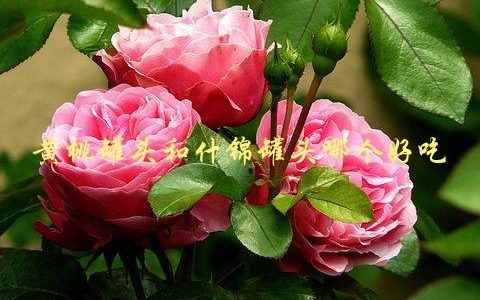 黄桃罐头和什锦罐头哪个好吃，吃货们必看的美食对比