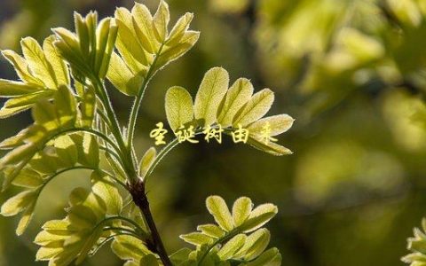 圣诞树由来，为什么在圣诞节要摆放一棵树？