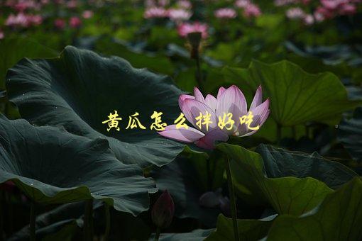 黄瓜怎么拌好吃，有哪些简单易学的拌法-1