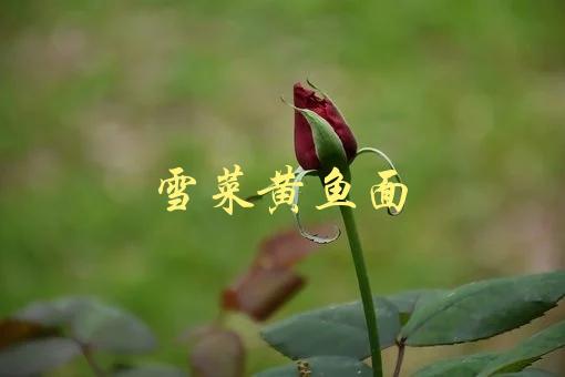 雪菜黄鱼面(如何做出最地道的家常味道)-1