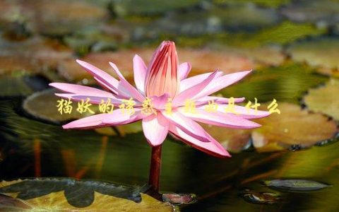 猫妖的诱惑主题曲是什么，快来听听这首神曲