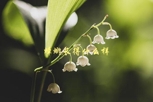 蟑螂长得什么样，外形特征及生活习性简介-1
