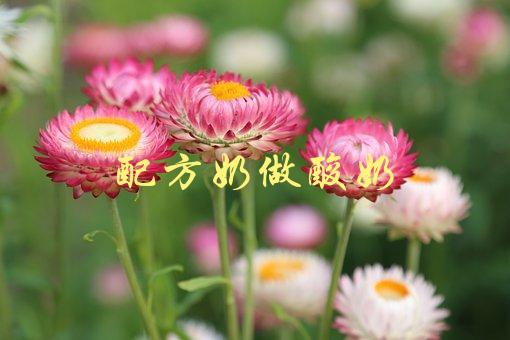 配方奶做酸奶(如何制作口感更好的自制酸奶)-1