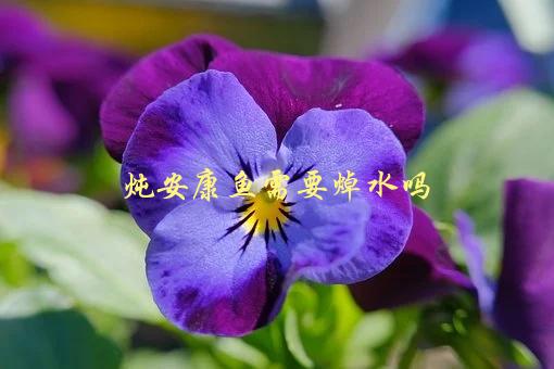 炖安康鱼需要焯水吗，烹饪技巧大揭秘-1
