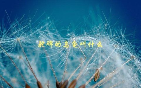 驼碑的乌龟叫什么，揭秘驼碑乌龟的真实名称