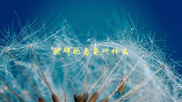 驼碑的乌龟叫什么，揭秘驼碑乌龟的真实名称-1