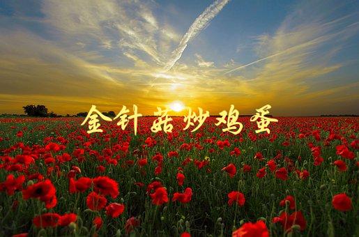 金针菇炒鸡蛋(如何做出口感更好的家常菜)-1