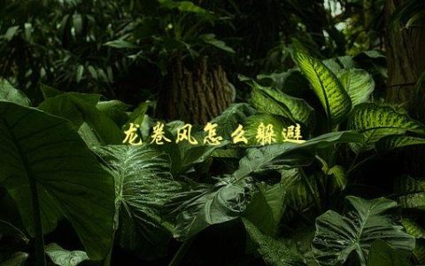 龙卷风怎么躲避，应该采取哪些措施