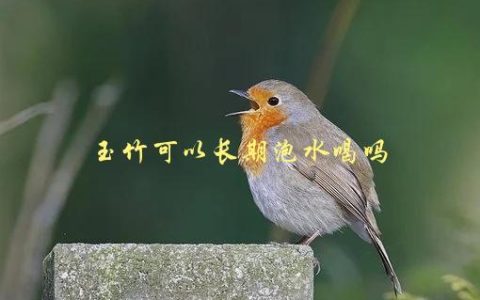 玉竹可以长期泡水喝吗，有哪些注意事项需要了解