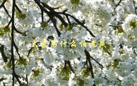 大象为什么怕老鼠，科学解释