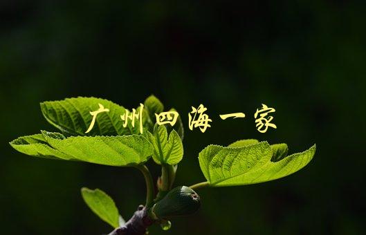 广州四海一家(这个餐厅值得一去吗？)-1