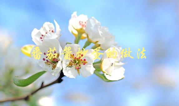 番茄酱炒蛋的做法(如何做出口感鲜美的经典菜式)-1