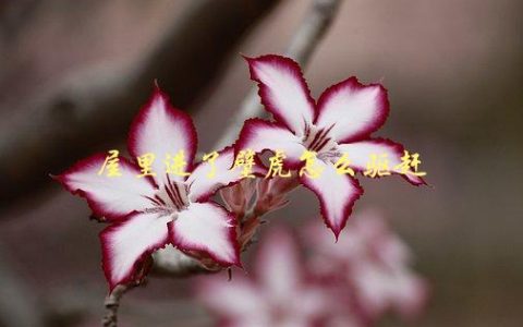 屋里进了壁虎怎么驱赶，有哪些简单有效的方法