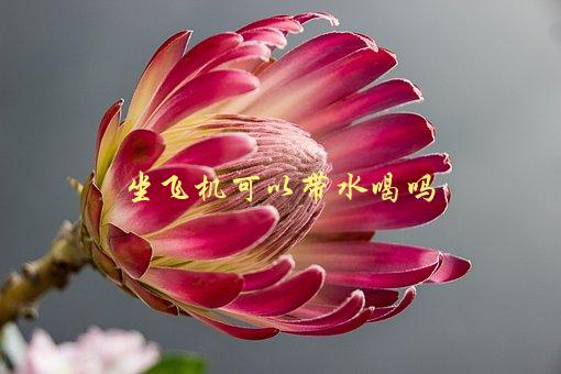 坐飞机可以带水喝吗，安检和机舱内注意事项-1
