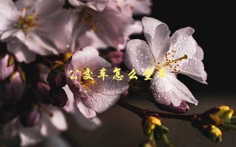 公交车怎么坐车，全方位指南